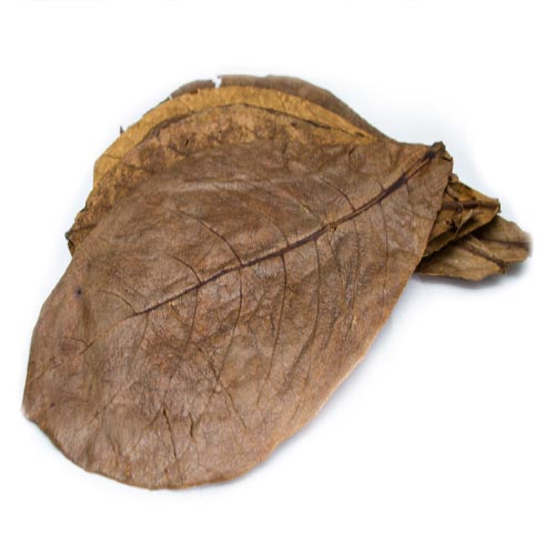A 급 알몬드 잎 100g ( 40~50장 )